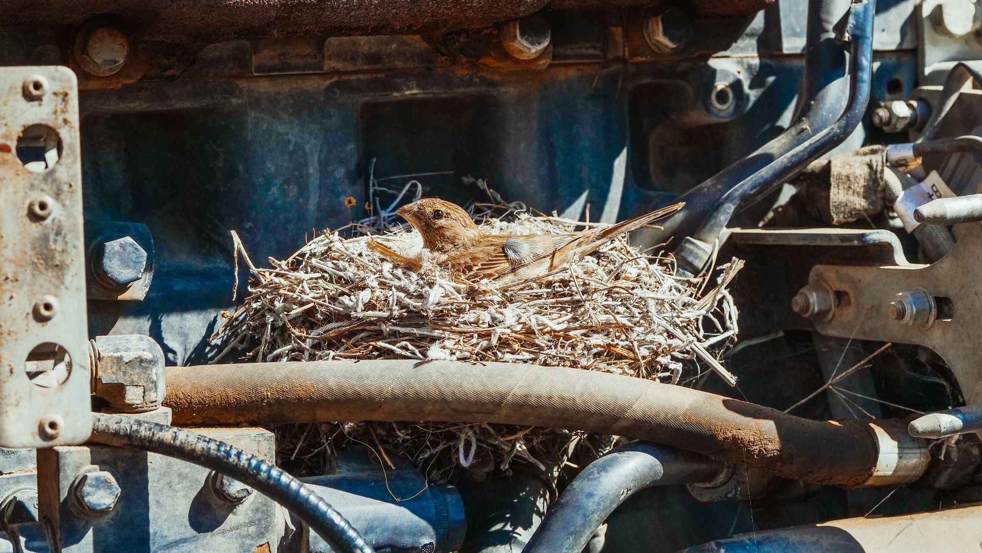 A brown bird nesting in a machinery setting, illustrating nature amidst industry.